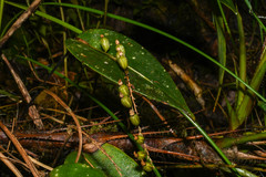 Pleurothallis truncata