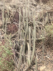 Cleistocactus pungens