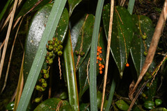 Pleurothallis truncata