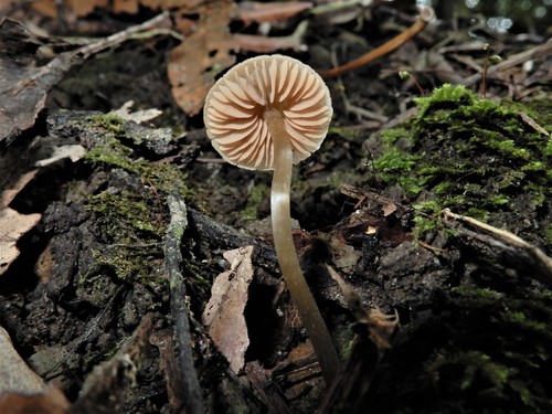 Entoloma aromaticum image