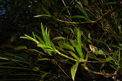 Maxillaria aggregata