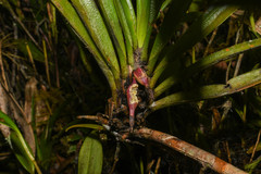 Maxillaria aggregata