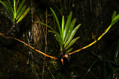 Maxillaria aggregata