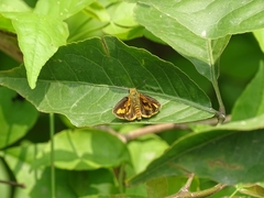 Ampittia dioscorides