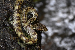 Travancore Pit Viper photo 1