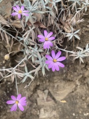 Onoseris gnaphalioides