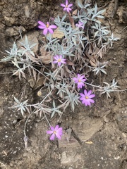 Onoseris gnaphalioides