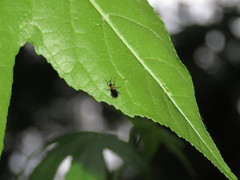 Eugnamptus angustatus