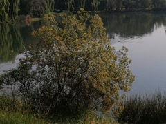 Barkleyanthus salicifolius