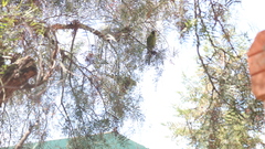 Psittacara mitratus