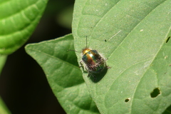 Trichochrysea