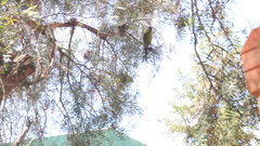 Psittacara mitratus