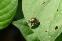 Trichochrysea