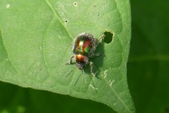 Trichochrysea