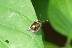 Trichochrysea
