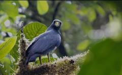 Morphnarchus princeps