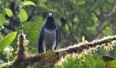 Morphnarchus princeps