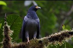 Morphnarchus princeps