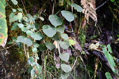 Tropaeolum adpressum