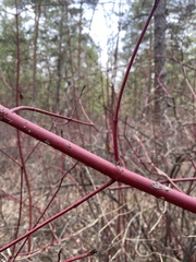 Cornus alba