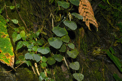 Tropaeolum adpressum