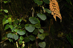 Tropaeolum adpressum