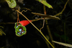 Tropaeolum adpressum