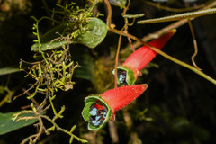 Tropaeolum adpressum
