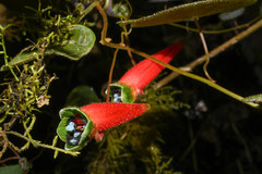 Tropaeolum adpressum