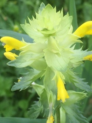 Rhinanthus serotinus