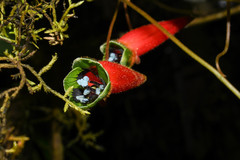 Tropaeolum adpressum