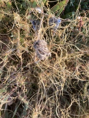 Cuscuta denticulata