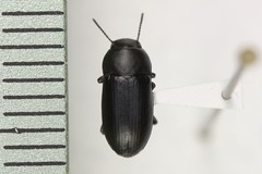 Opatroides punctulatus