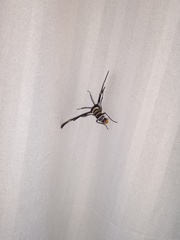 Syntomeida melanthus