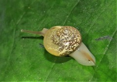 Kerkophorus melvilli