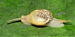 Kerkophorus melvilli