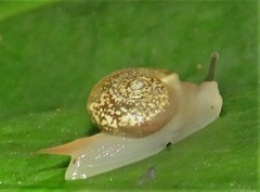 Kerkophorus melvilli
