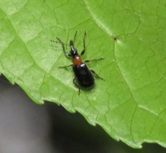 Eugnamptus angustatus