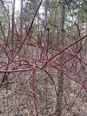 Cornus alba