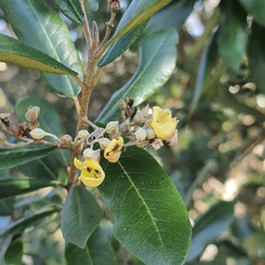 Anastrabe integerrima