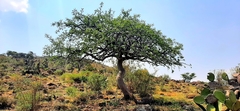 Bursera cuneata