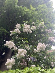 Magnoliopsida