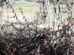 Oriturus superciliosus