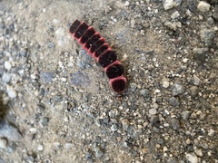 Microphotus angustus