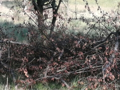 Oriturus superciliosus