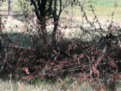 Oriturus superciliosus