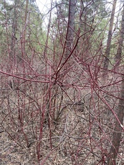 Cornus alba