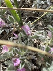 Astragalus tridactylicus