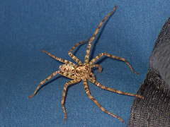 Heteropoda amphora