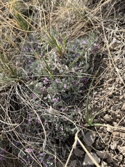 Astragalus tridactylicus